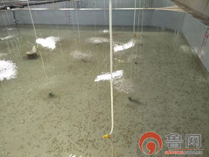 海緣養殖科技 以技術領域樹品牌，南苗北育模式促發展