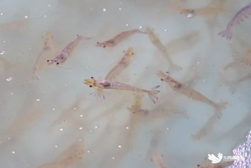 武漢臨空港經濟技術開發區探索海水養殖技術研發，助力社會民生發展