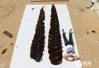 青島海帶培育:從“能不能養”到“怎么養好”的技術演進